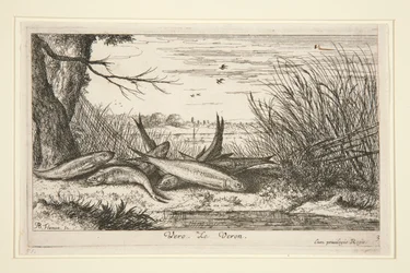 The Loach, de la segunda parte de la serie Fresh Water Fish.