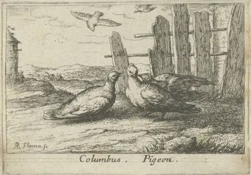 Dos palomas en una valla Colón. paloma. (título en el objeto) Trece especies de aves (título de la serie) Diuersae Auium Specie (título de la serie)