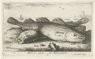 Dos bacalaos en la playa molucius piscis. Le Morue Fraiche. (título en el objeto) Peces y otras criaturas marinas: segunda serie de agua salada (título de la serie) Poissons de mer (título de la serie)