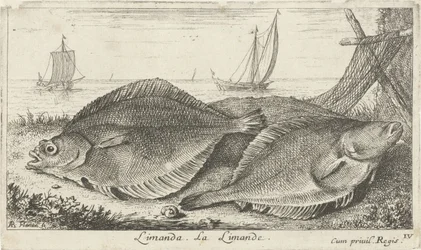 Dos dabs en la playa limanda. La Limanda. (título en el objeto) Peces y otras criaturas marinas: tercera serie de agua salada (título de la serie) Poissons de mer (título de la serie)