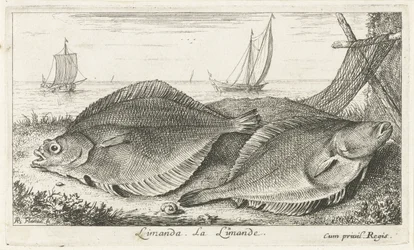 Dos dabs en la playa limanda. La Limanda. (título en el objeto) Peces y otras criaturas marinas: tercera serie de agua salada (título de la serie) Poissons de mer (título de la serie)