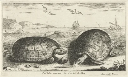 Dos tortugas en la playa Testudo marina; La Tortuë de Mer (título sobre objeto) Peces y otras criaturas marinas: segunda serie de agua salada (título de la serie) Poissons de mer (título de la serie)