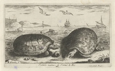 Dos tortugas en la playa Testudo marina; La Tortuë de Mer (título sobre objeto) Peces y otras criaturas marinas: segunda serie de agua salada (título de la serie) Poissons de mer (título de la serie)