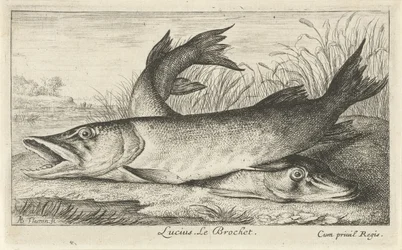 Dos picas en la orilla de un río Lucio. Le Brochet. (título en el objeto) Peces y otras criaturas marinas: primera serie de agua dulce (título de la serie) Diverse Especes de Poissons d