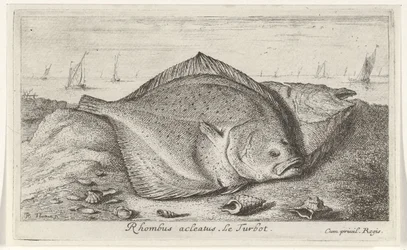 Dos rodaballos en la playa Rombo acleato. El rodaballo. (título en el objeto) Peces y otras criaturas marinas: tercera serie de agua salada (título de la serie) Poissons de mer (título de la serie)