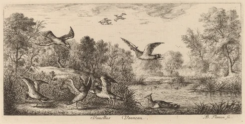 Vanellus, la avefría