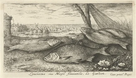 Cuatro cucarachas en una red de pesca Leuciscus siue Mugil fluuiatilus. Le Gardón. (título en el objeto) Peces y otras criaturas marinas: primera serie de agua dulce (título de la serie) Diverse Especes de Poissons d