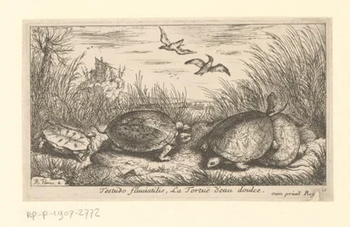 Cuatro tortugas de agua dulce entre hierbas y juncos
Testudo fluviatilis, La Tortuë d
