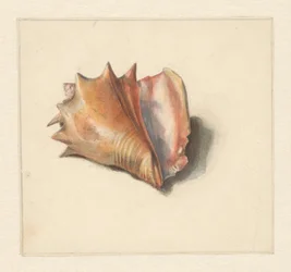 Estudio de una concha