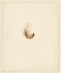 Estudio de una pluma