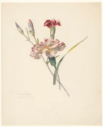 Hoja de estudio del clavel