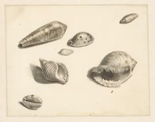 Hoja de estudio con varias conchas