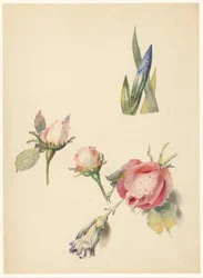 Hoja de estudio con tres rosas y un iris