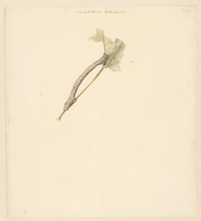 Hoja de estudio con oruga, Amphidasis Betularia