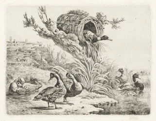 Patos en un paseo marítimo