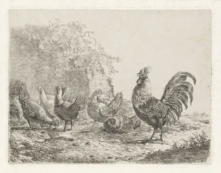 Gallo con cinco pollos