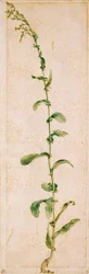 Una Planta de Tabaco