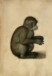 Mono / Acuarela, atribuido a A. Dürer