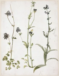 Aguileña, pensamiento y lengua de buey