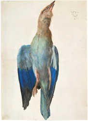 Alemán austriaco: Tote Blauracke Dead Bluebird