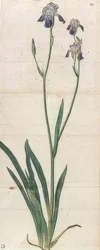 Lirio de espada azul floreciente - Iris Germanica (¿Iris Trojana?)