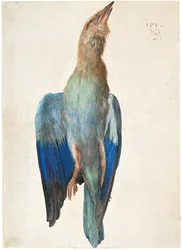 Carraca azul muerta