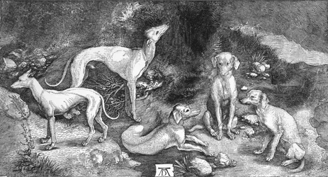 Grupo de perros. De la grabado de San Eustaquio, por A. Durer, c1500