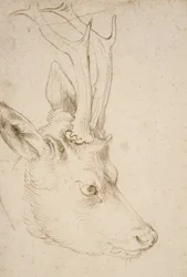 Cabeza de un Roebuck