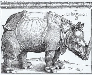 Latín:  Rhinocerus El Rinoceronte