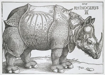 Neushoorn Rhinocerus (título sobre objeto)