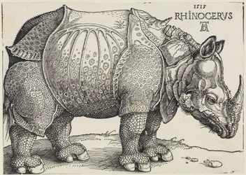 Rhinocerus (El rinoceronte)