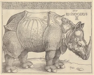 Rinoceronte