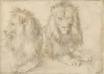 Dos leones acostados. 1521