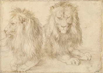 Dos leones sentados - Dibujo de Albrecht Durer (1471-1528)