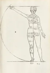 Talla anatómica femenina de 