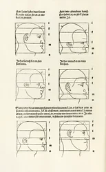 Proporciones de la cabeza humana de 