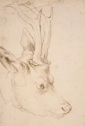 Tete de chevreuil male - Dessin de Albrecht Durer (1471-1528), vers 1503 - Cabeza de corzo - Lápiz y pincel, tinta gris y marrón sobre papel de Albrecht Durer (1471-1528), ca1503 - 22,8x15,3 cm - Museo de Arte Nelson-Atkins, Kansas City, Misuri