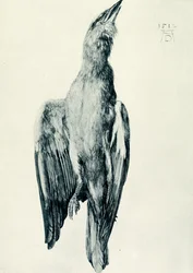 El carraca azul muerto