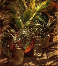 Begonias.