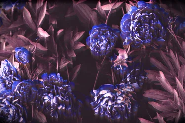 Notas azules, 2019