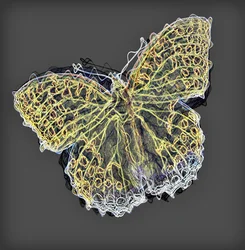 Mariposa 9