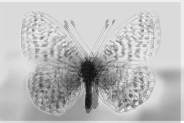 Mariposa de claridad