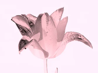 flor rosa de cristal