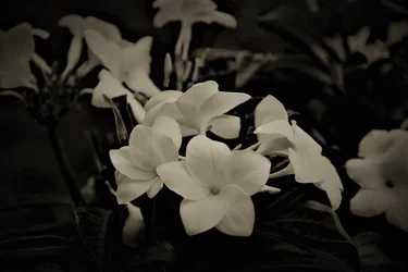 Decoraciones