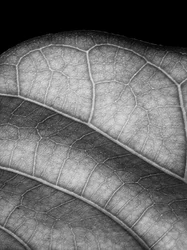 Hoja