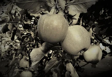 Objetos naturales, 2019