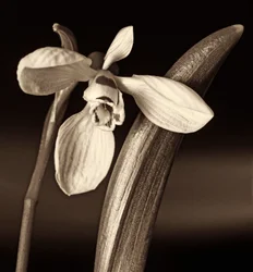 Composición de la naturaleza