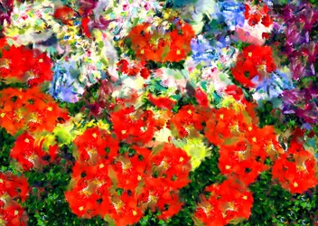 Amapola