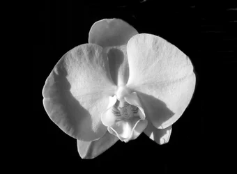 Sin título (flor), 2019
