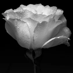 Flor blanca y agua, 2019